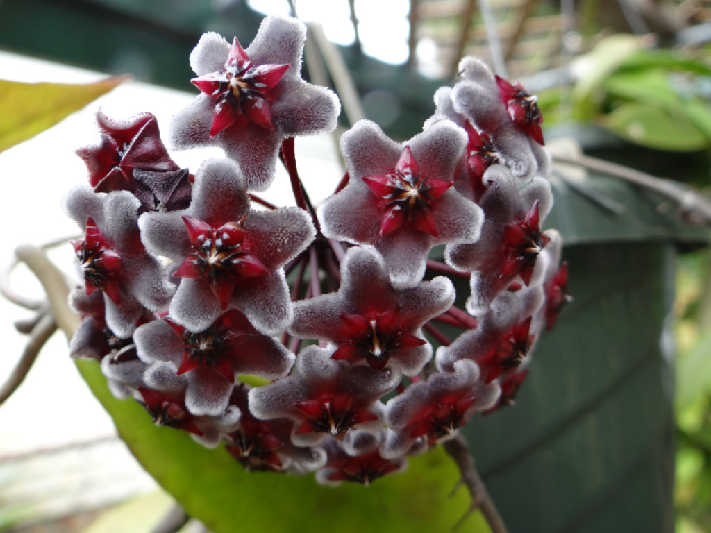 Hoya pubicalyx Red Buttons